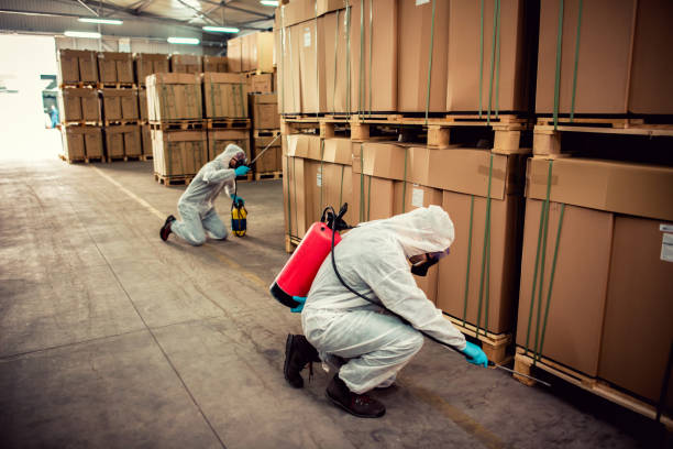 Best Ant Control Services  in Little Flock, AR