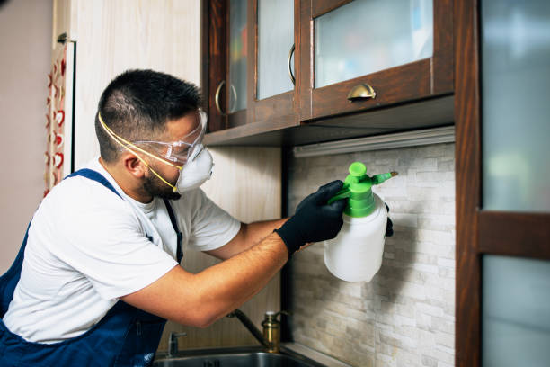 Best Local Pest Control Services  in Little Flock, AR