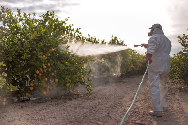 Best Mosquito Control Services  in Little Flock, AR