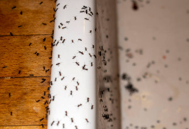 Best Commercial Pest Control Services  in Little Flock, AR