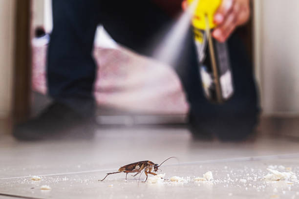 Best Pest Prevention Services  in Little Flock, AR