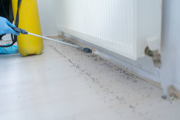 Best Pest Inspection Near Me  in Little Flock, AR