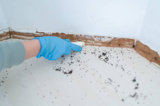 Best Residential Pest Control  in Little Flock, AR